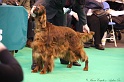 Crufts2011 682